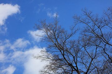 Fototapeta na wymiar Dry tree on blue sky background