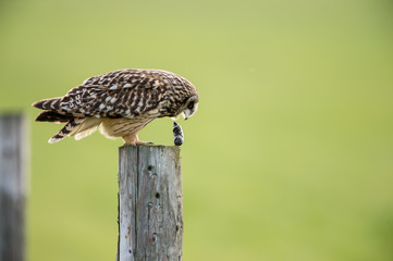 Short Eared Owl Regurgitating a Pellet