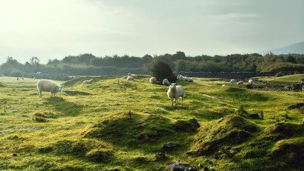 Sheeps in irish field - obrazy, fototapety, plakaty
