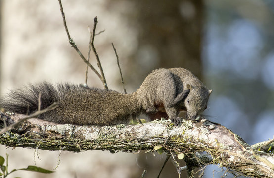Squiral