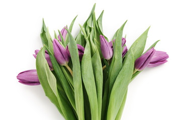 fresh purple tulips shot from above isolated on white background