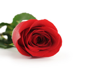 beautiful single red rose on white background with copy space, isolated photo