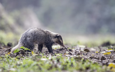 Hog badger 