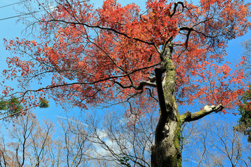 Autumn leaves on sunshine background