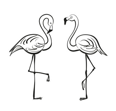 Flamingo. Vector drawing.
