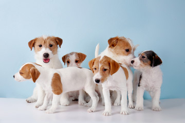 Cute funny dogs on color background