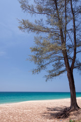 Fototapeta na wymiar Pine tree in beautiful sea at Phuket , Thailand