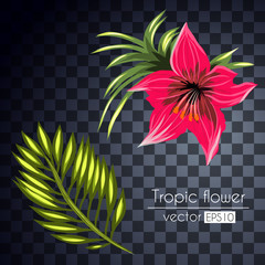 tropical flowers