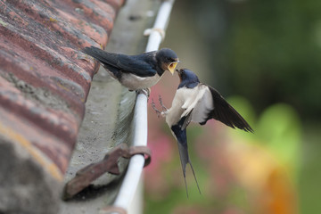 Hirondelle rustique (Hirundo rustica) - nourrissage