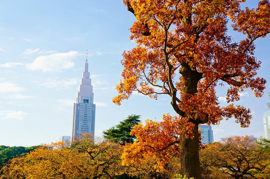 1 711 Best 新宿御苑 Images Stock Photos Vectors Adobe Stock