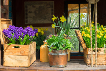 Fototapeta na wymiar Spring scenery - blue growing hyacinth and daffodils flowers on shelf