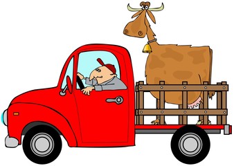 Illustration of a man driving a red pickup truck with a large cow in the bed. © Dennis Cox
