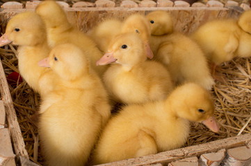 Yellow ducklings in a box with straw