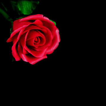 Red rose concept.