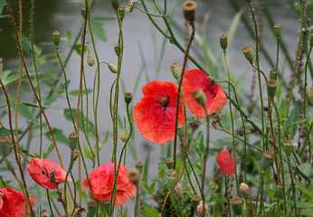 Obraz premium Piękne czerwone maki