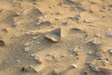 Fototapeta na wymiar Muscheln im Sand - Sommerurlaub 