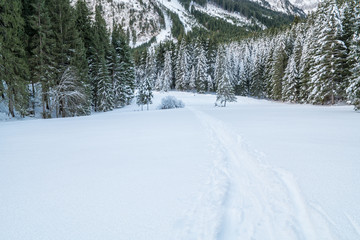 Fototapeta na wymiar Swiss Winter - Forest covered in snow