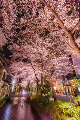 桜　京都　夜桜　春