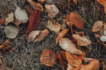 Yellow dried leaves on the ground. Autumn