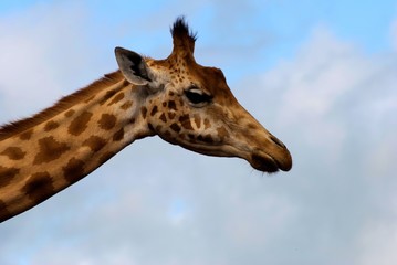Obraz premium Giraffe