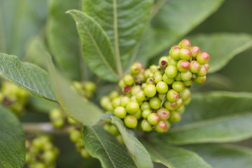 Small berries in the Drakensburg mountains