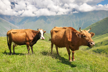 Two red cows in a meadow in the mountains. Georgia