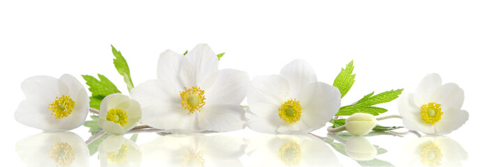 Fototapeta White anemone flowers obraz