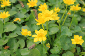 Yellow buttercups