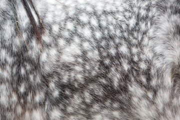 Coat of horse of dapple-grey color 