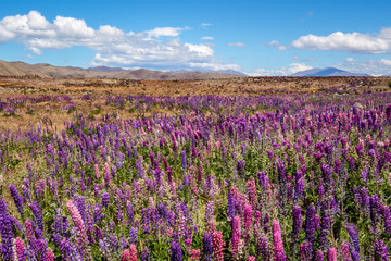 Fototapeta na wymiar Beautiful landscape view of colorful lupin flowers, Tekapo, New Zealand
