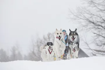 Wandaufkleber Winterschlittenhunderennen in der wunderbaren Winterlandschaft im Ba © murmakova