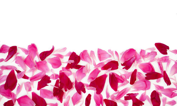 Background with Pink and red petals of peony flowers