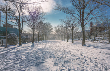 並木道の雪景色