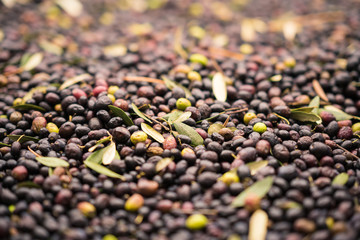 Background formed by freshly picked olives.