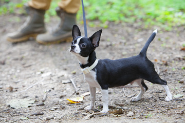 Puppy chihuahua in the summer forest