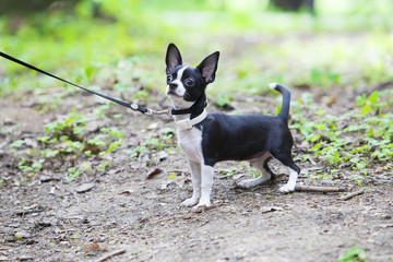 Puppy chihuahua in the summer forest