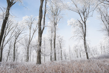 Winter forest - snowy winter wonderland