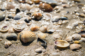 Shells on the seashore.