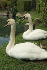 White swans