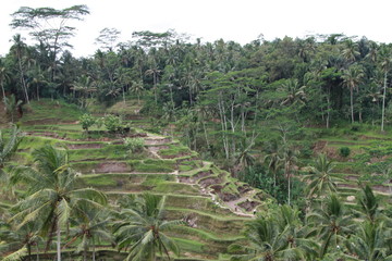 Rice terraces on Mali