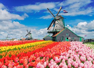 two traditional Dutch windmills with tulips rows at spring day, Netherlands - obrazy, fototapety, plakaty