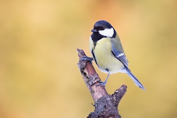 Obraz premium Parus major, Blue tit . Wildlife landscape, titmouse sitting on a twig. Europe, country Slovakia.