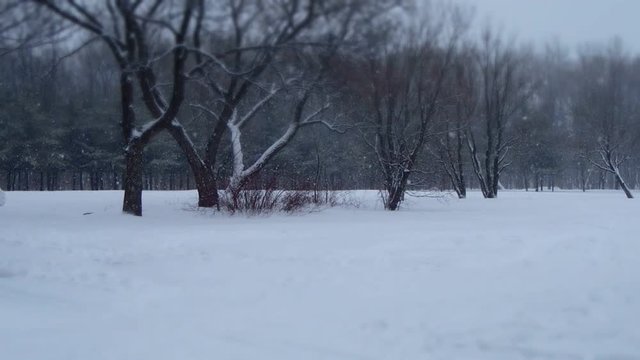 nature en hiver