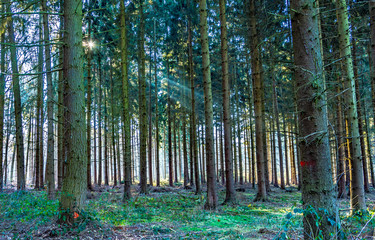 impressive light at the forest