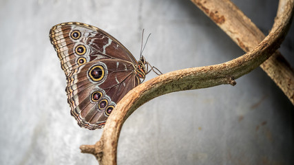 Obraz premium Owl Butterfly