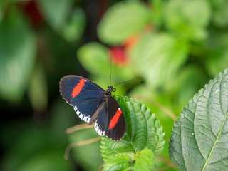Fototapeta na wymiar Postman Butterfly