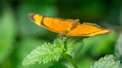 Butterfly at rest