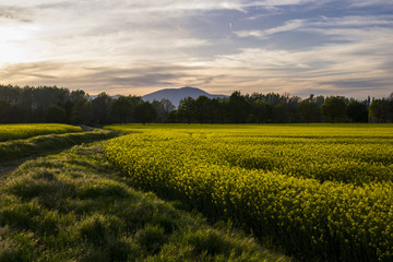 Campo di Fiori di Colza al Tramonto