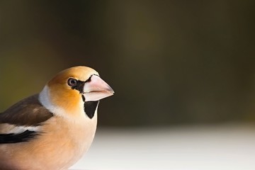 Coccothraustes coccothraustes, Hawfinch, sitting on a tree stump. Wildlife. Europe, country slovakia. 