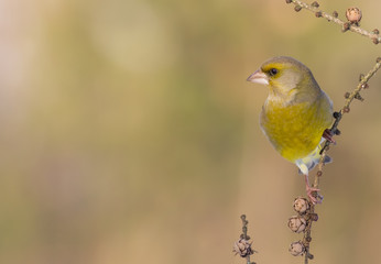 European Greenfinch - Carduelis chloris